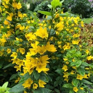 Meet your Posher, Van